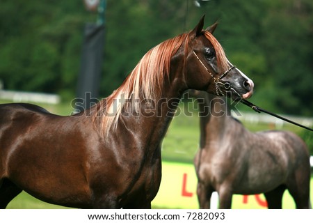 stock photo : arabian horse