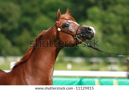 Red Arabian Horse