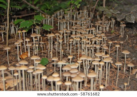 Poison Mushroom Colony