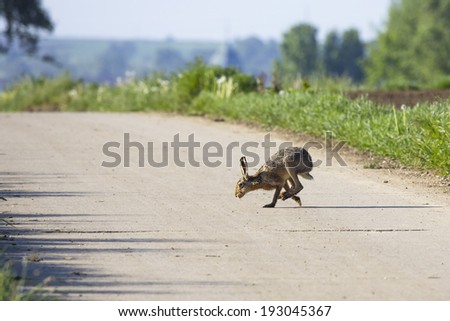 running rabbit