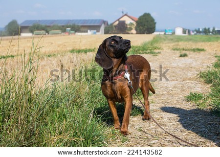 brown bloodhound looking at his master