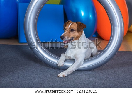 jack russel terrier in dog therapy