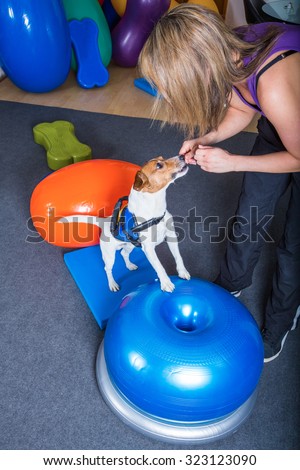 jack russel terrier in dog therapy