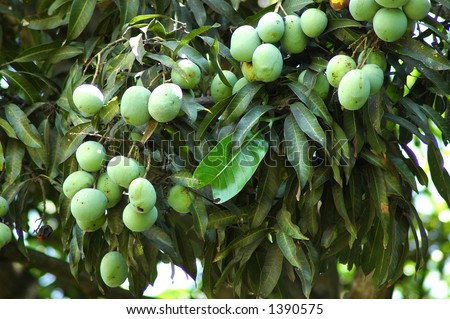 pests thrips Mango+tree+