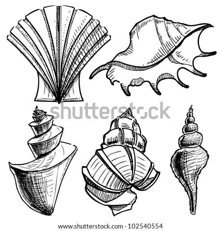 Hand Vector Free on Stock Vector Sea Shells Collection Hand Drawing Sketch Vector