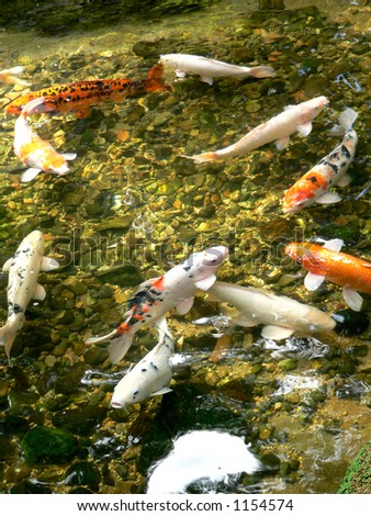 stock photo Aquatic Colors Japanese Koi Fishes