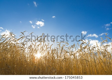 Sun Kissed Wheat Field