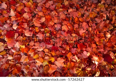 Fall leaves fall background.