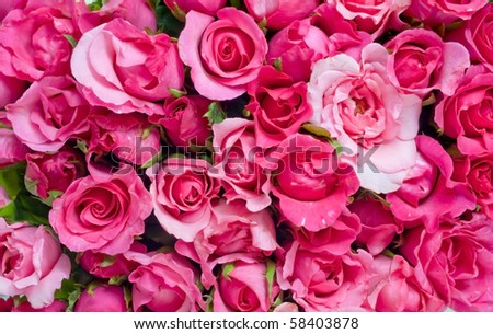 Rose Website