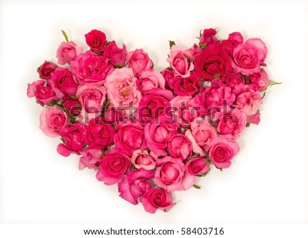 pink roses. stock photo : Pink roses Heart shape.on white background.