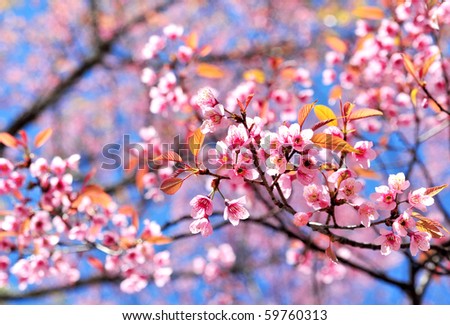 stock photo Pink sakura flowers