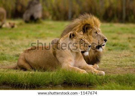 A lion couple in the lion park near Johannisburg, South Africa.