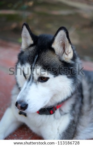 The face of a six-year-old  male Siberian Husky exhibiting bi-eyes (one blue and one brown)