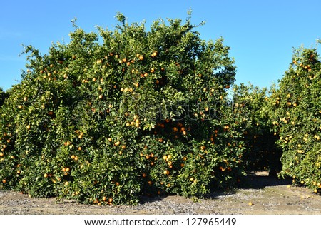 Mature trees are ready for harvesting in a Central California orange grove