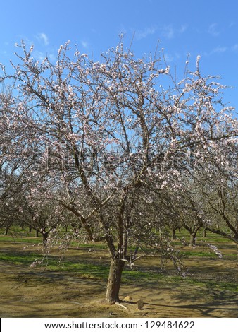 The beginning of spring weather starts trees blossoming in a Central California almond orchard