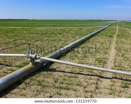 Irrigation pipes and sprinklers are laid out in a Central California farm field in early spring