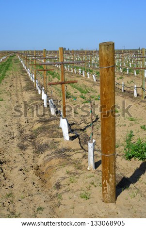 Newly planted vineyard in the spring season shows posts, trellises and drip irrigation system in California's Central Valley