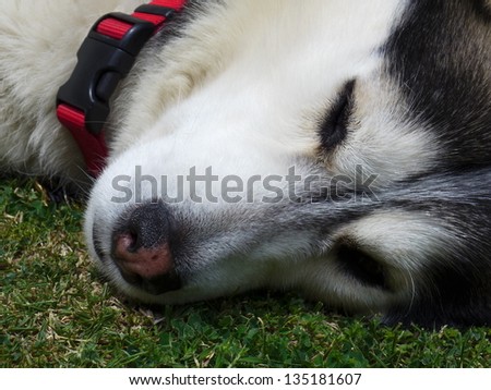 A seven year-old Siberian Husky gets some rest after play time