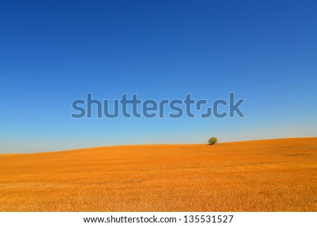 A minimalist landscape with golden foreground, blue cloudless sky and one lone tree