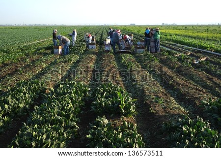 KERN COUNTY, CA - APR 27: Unidentified Mexican farm workers begin the harvesting of spinach on April 27, 2013, in Kern County, California. There is a long growing season and many harvests..