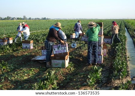 KERN COUNTY, CA - APR 27: Unidentified Mexican farm workers begin the harvesting of spinach on April 27, 2013, in Kern County, California. There is a long growing season and many harvests..