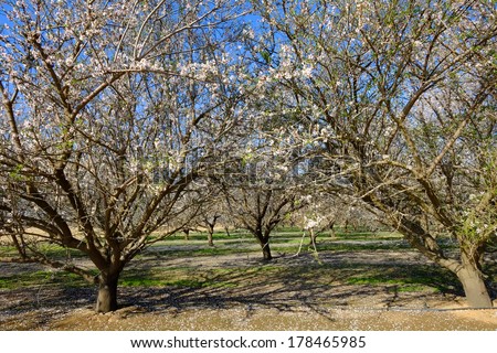 Blossoming trees signify the beginning of spring in this California almond orchard