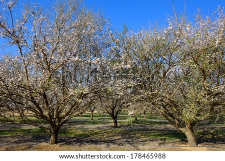Blossoming trees signify the beginning of spring in this California almond orchard