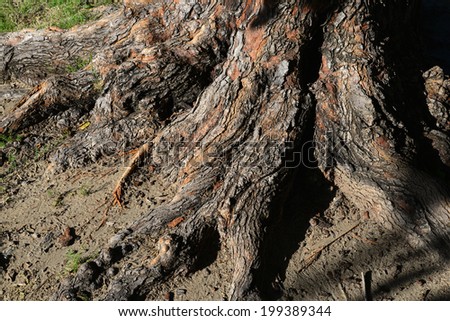Background or texture: Close up color view of gnarled deciduous tree roots.