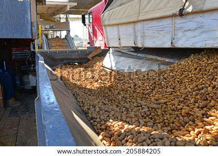 EDISON, CA-JULY 18, 2014: A system of conveyor belts moves potatoes from one station to another after trucks have dumped their load at a packing plant in California\'s San Joaquin Valley.