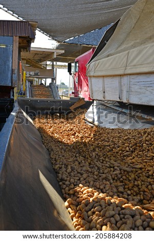 EDISON, CA-JULY 18, 2014: A system of conveyor belts moves potatoes from one station to another after trucks have dumped their load at a packing plant in California\'s San Joaquin Valley.