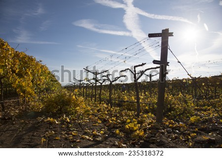 A commercial farming operation in a Central California vineyard has begun cutting back foliage from vines after the grape harvest.