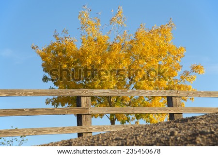 A solitary tree displaying fall colors lies behind a wooden rail fence on a Central California ranch.