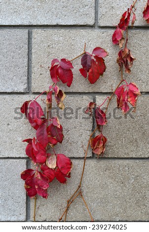 Background or texture: A climbing plant struggles to maintain a grip on a concrete block wall.