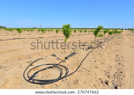 Newly planted almond trees on a San Joaquin Valley farm are watered with a drip irrigation system in a time of drought in California.