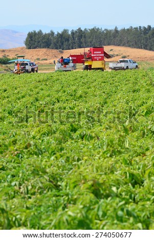 KERN COUNTY, CA - APR 29, 2015: Tractors, trailers and harvesting machines are converging on this San Joaquin Valley farm field in preparation for the potato harvest.