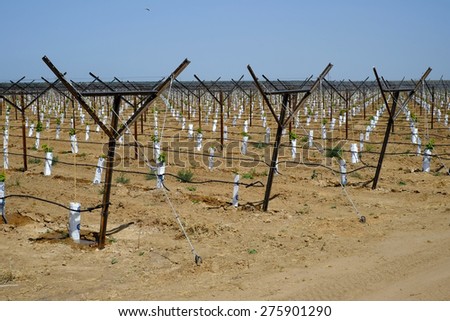KERN COUNTY, CA - MAY 6, 2015: Despite the severe drought, this Central California farm has a newly-planted vineyard. The small grape plants are served with an extensive drip irrigation system.