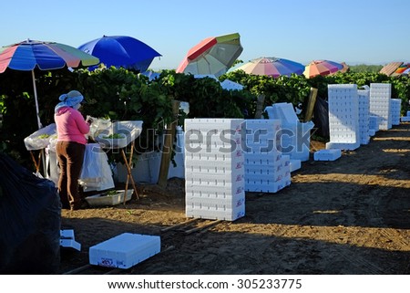 KERN COUNTY, CA - AUG 11, 2015: Mexican-American farm workers set up in a San Joaquin Valley vineyard for a day of packing table grapes into bags and boxes.