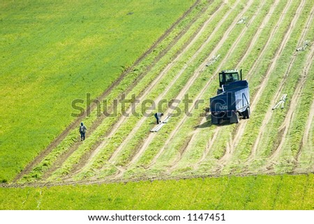 Carrot harvesting in Kern County, California, using mechanized harvesting equipment and trailers to transport the carrots to a processing plant. Workers are also ripping out the irrigation pipes