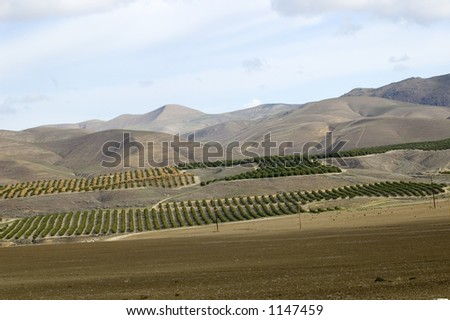 Almond orchards, spring, Kern County, California