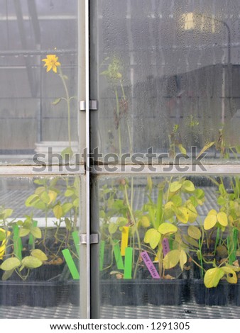 Plants in greenhouse - vertical format