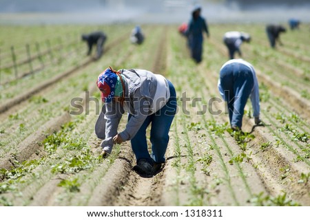 Mexican farm workers weeding in the field by hand, San Joaquin Valley, California