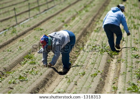 Mexican farm workers weeding in the field by hand, San Joaquin Valley, California