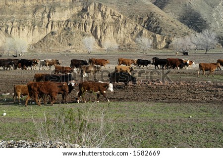 Cattle at a feed lot in Central California