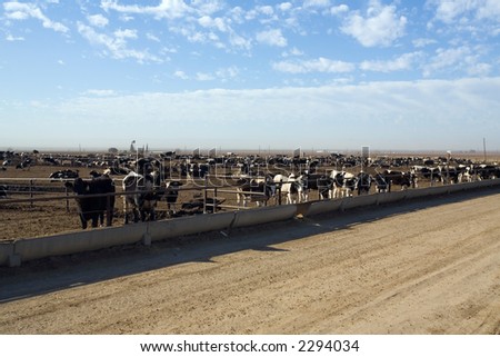 Cattle eat in a Central California feed lot