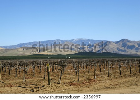 A California vineyard in foreground, orchards behind and mountains in background