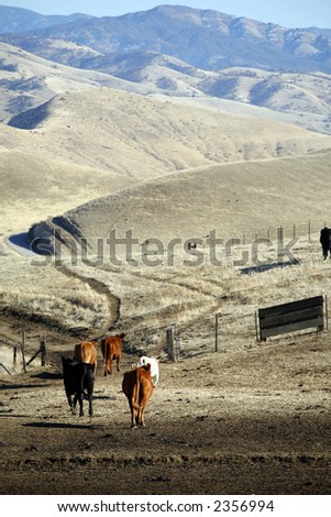 Cattle in California foothills of Southern Sierra Nevada head for home