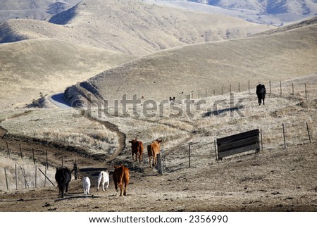 Cattle in California foothills of Southern Sierra Nevada head for home