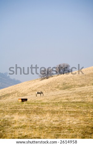 Lone grazing horse in California\'s golden hills