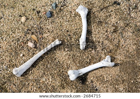 Bleached animal bones found in the desert