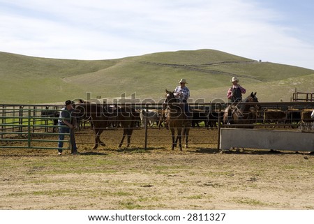 Opening the corral gate at the end of a spring roundup (gathering) of cattle on a California ranch